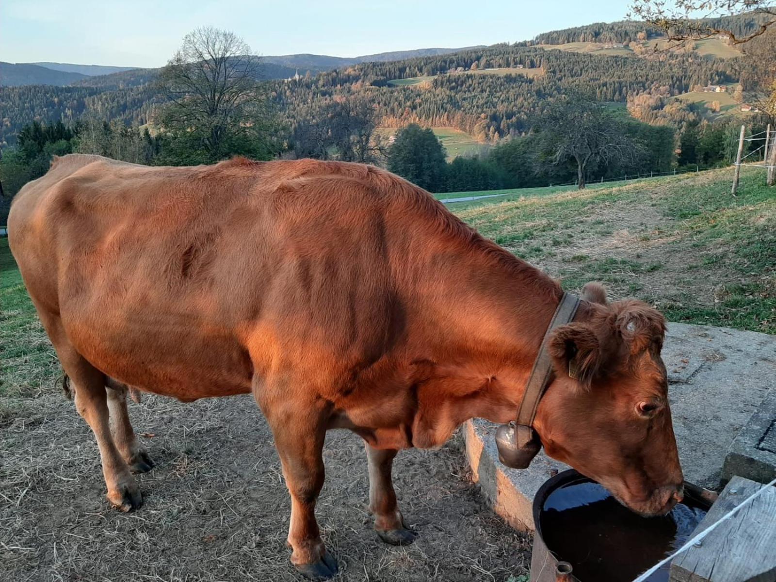 Ferienhaus Koglegg Wies Esterno foto